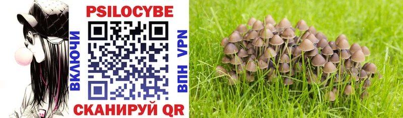 Псилоцибиновые грибы Cubensis  Купить закладки  Звенигород 